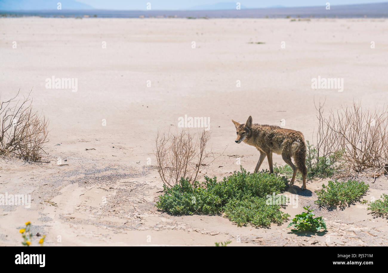 coyote stalk on roadside  in desert area. Stock Photo