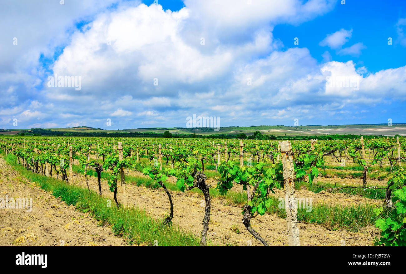 Field with a vineyard. Beautiful summer landscape. Stock Photo