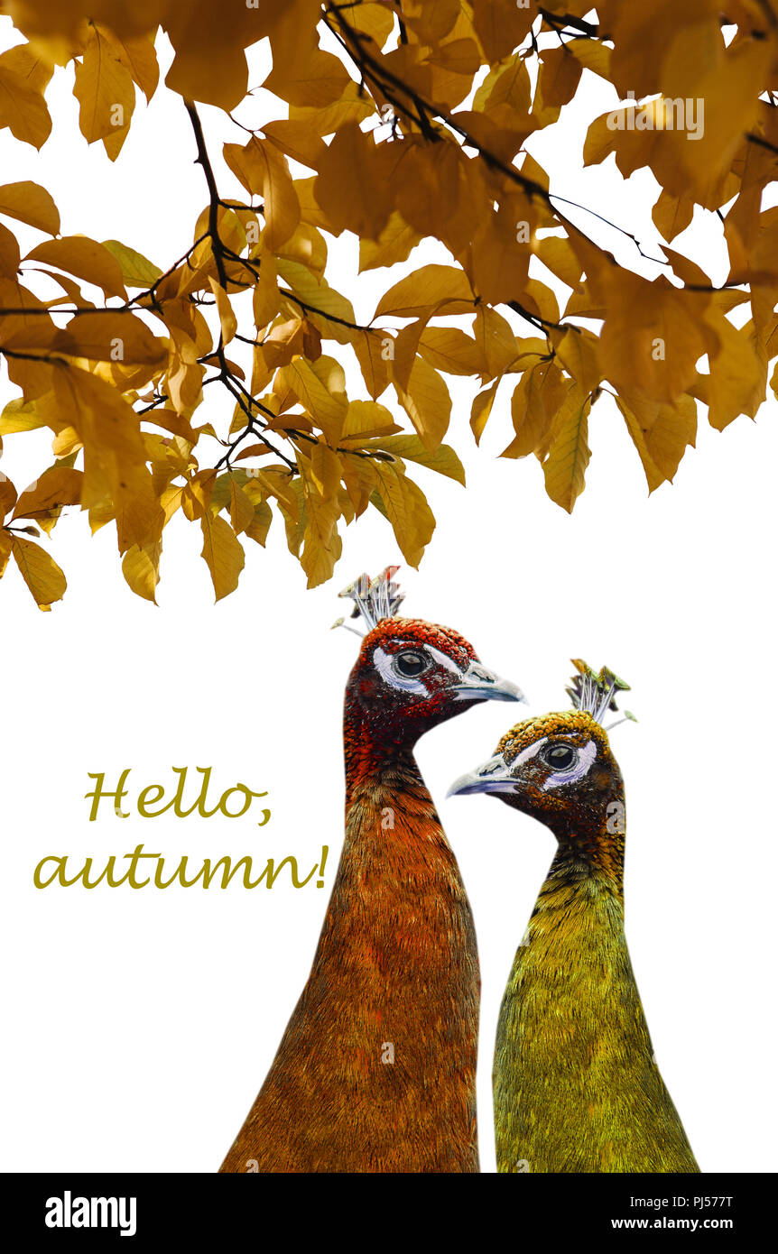 Two amusing peacocks are painted in autumn colors on a white background against the background of leaves with the inscription hello autumn. Autumn concept. Creative idea. Stock Photo