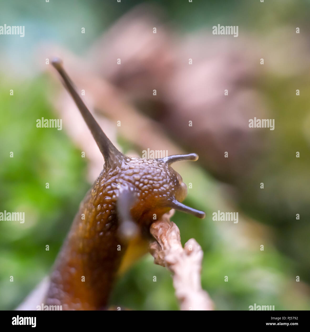 Snails eyes hires stock photography and images Alamy
