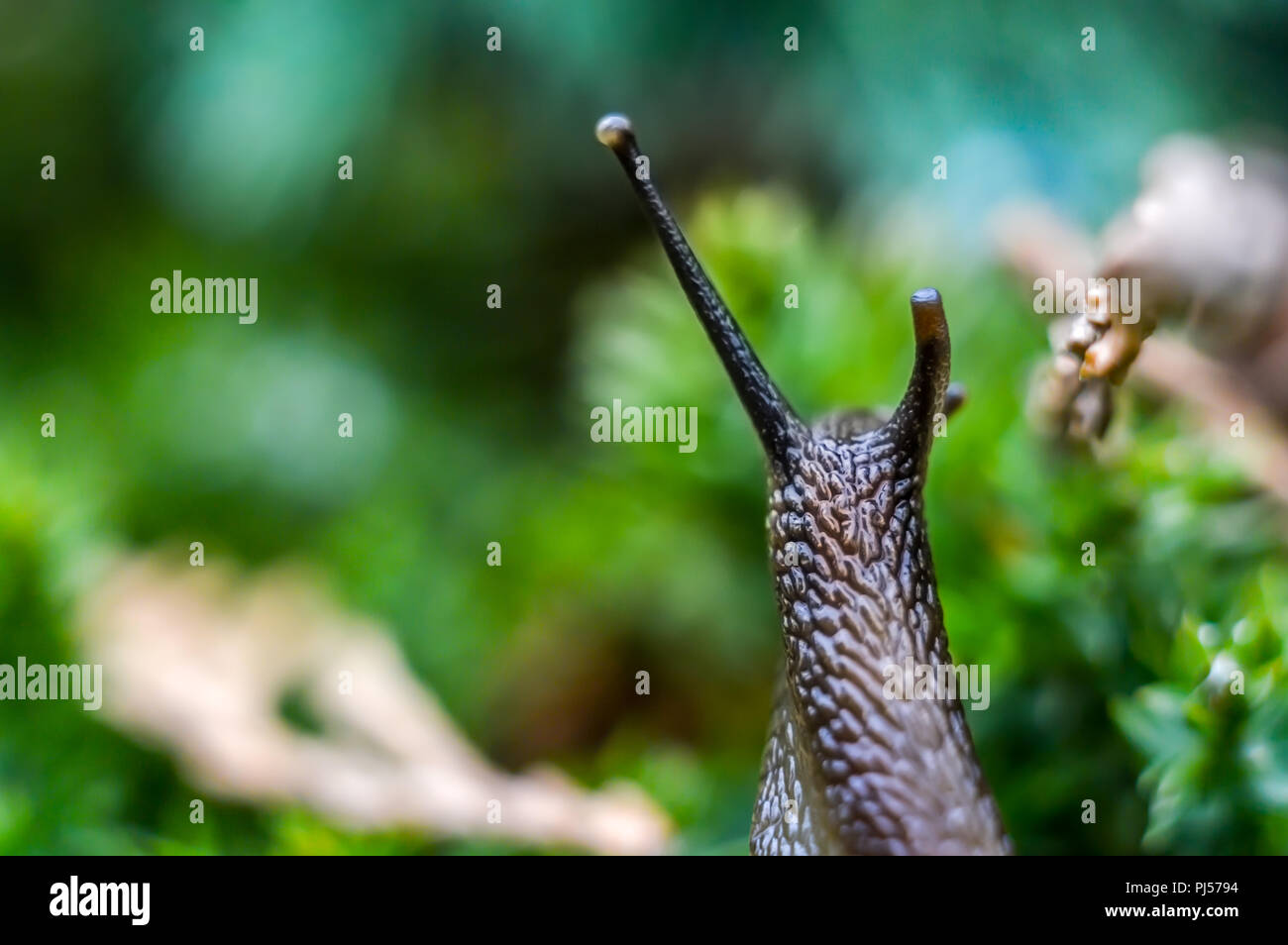 Snails eyes hires stock photography and images Alamy