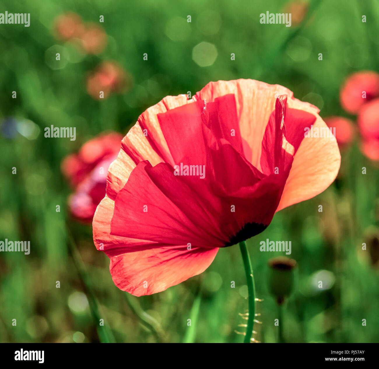 Poppy with green center hi-res stock photography and images - Alamy