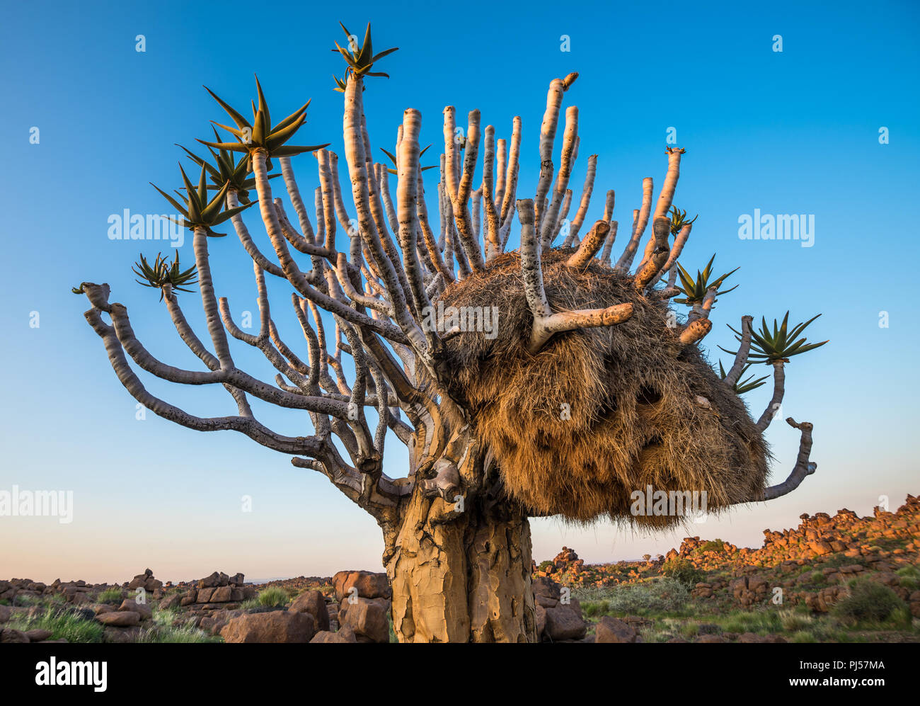 The quiver tree, or aloe dichotoma, Keetmanshoop, Namibia Stock Photo