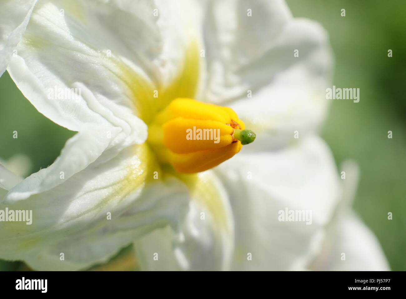 Solanum tuberosum. Flowers of  'British Queen' potato variety, summer, UK. AGM Stock Photo