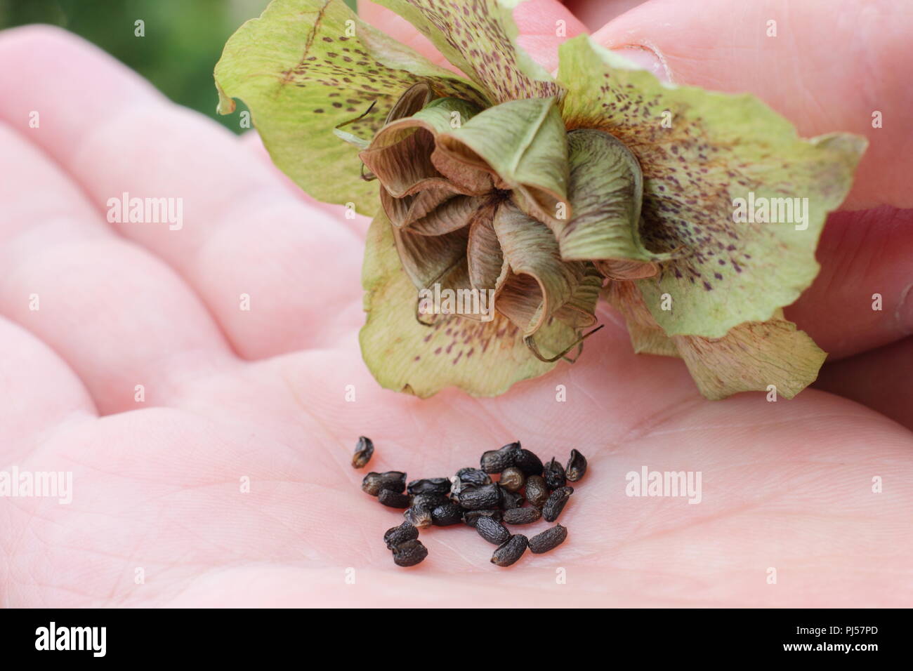 Hellebore flower with seed pods hires stock photography and images Alamy