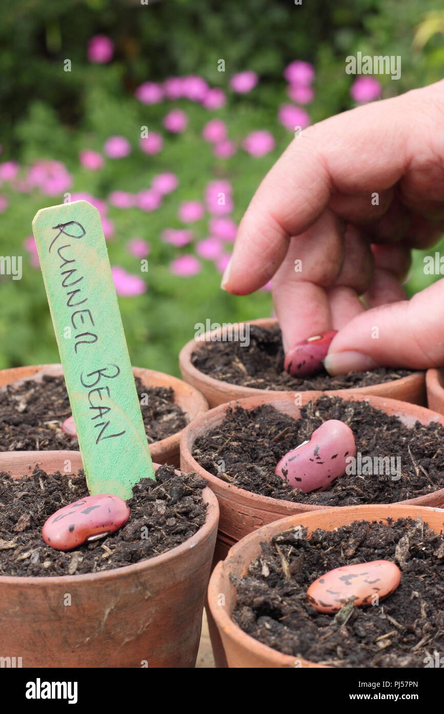 Phaseolus coccineus. Sowing runner bean 'Enorma' seeds into clay pots in spring,.UK Stock Photo