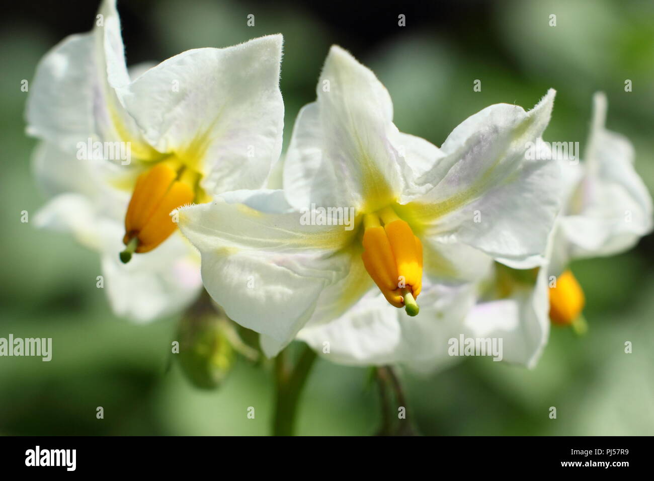 Solanum tuberosum. Flowers of  'British Queen' potato variety, summer, UK. AGM Stock Photo