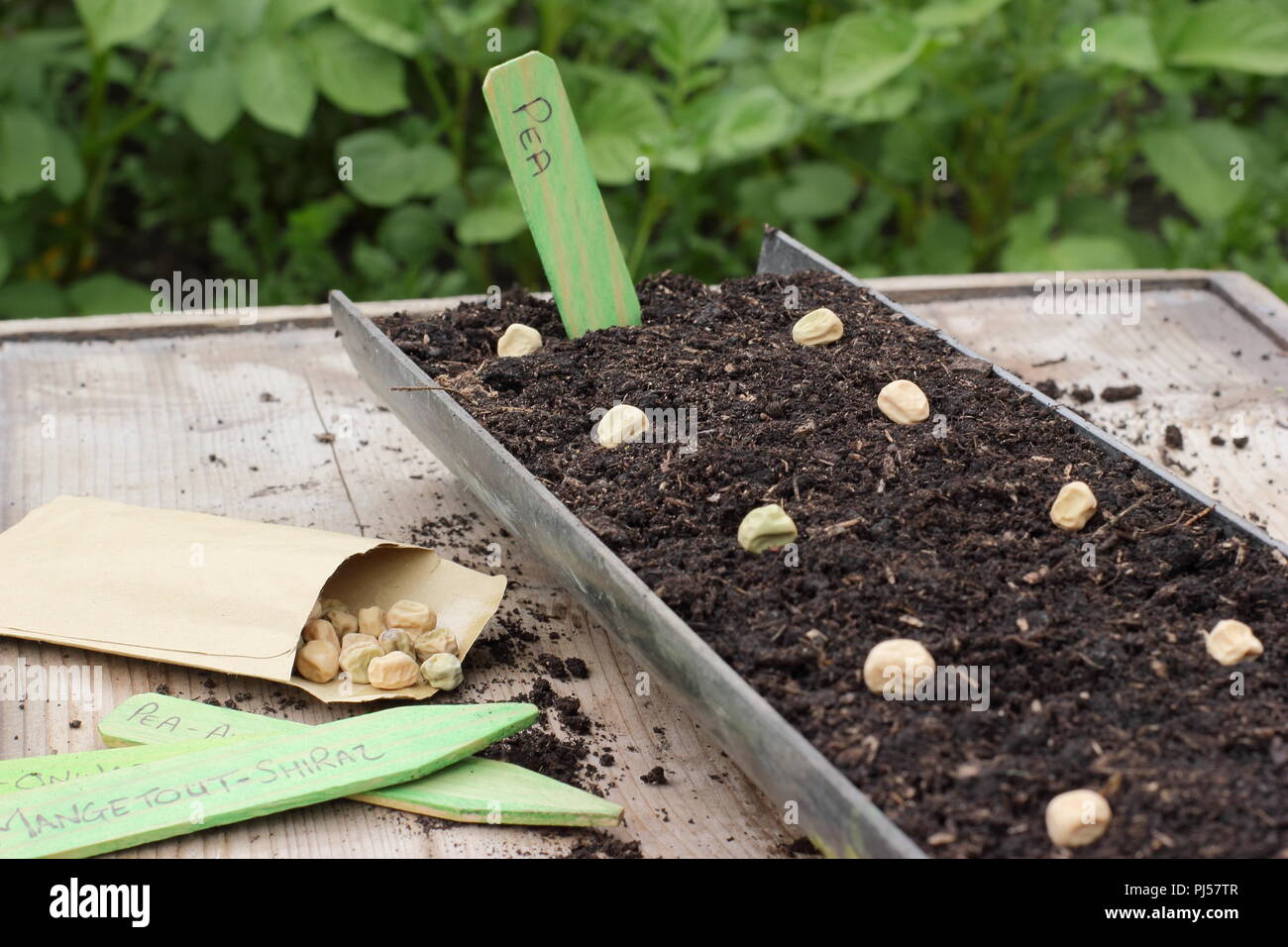 Pisum sativum. Sowing pea seed 'Onward' in guttering in an English garden, UK Stock Photo