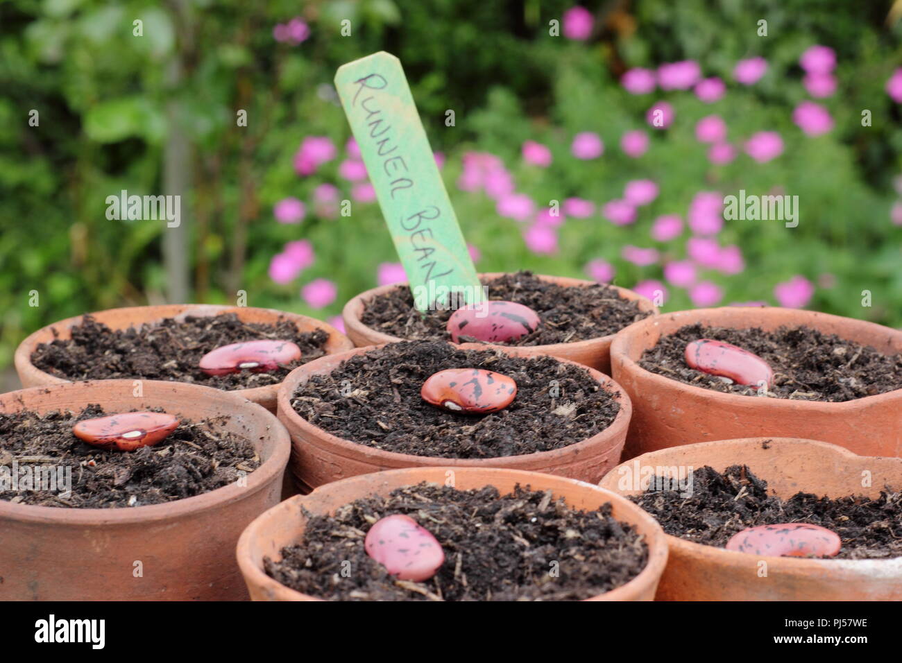 Phaseolus coccineus. Sowing runner bean 'Enorma' seeds in clay pots, UK. Enorma variety. Stock Photo