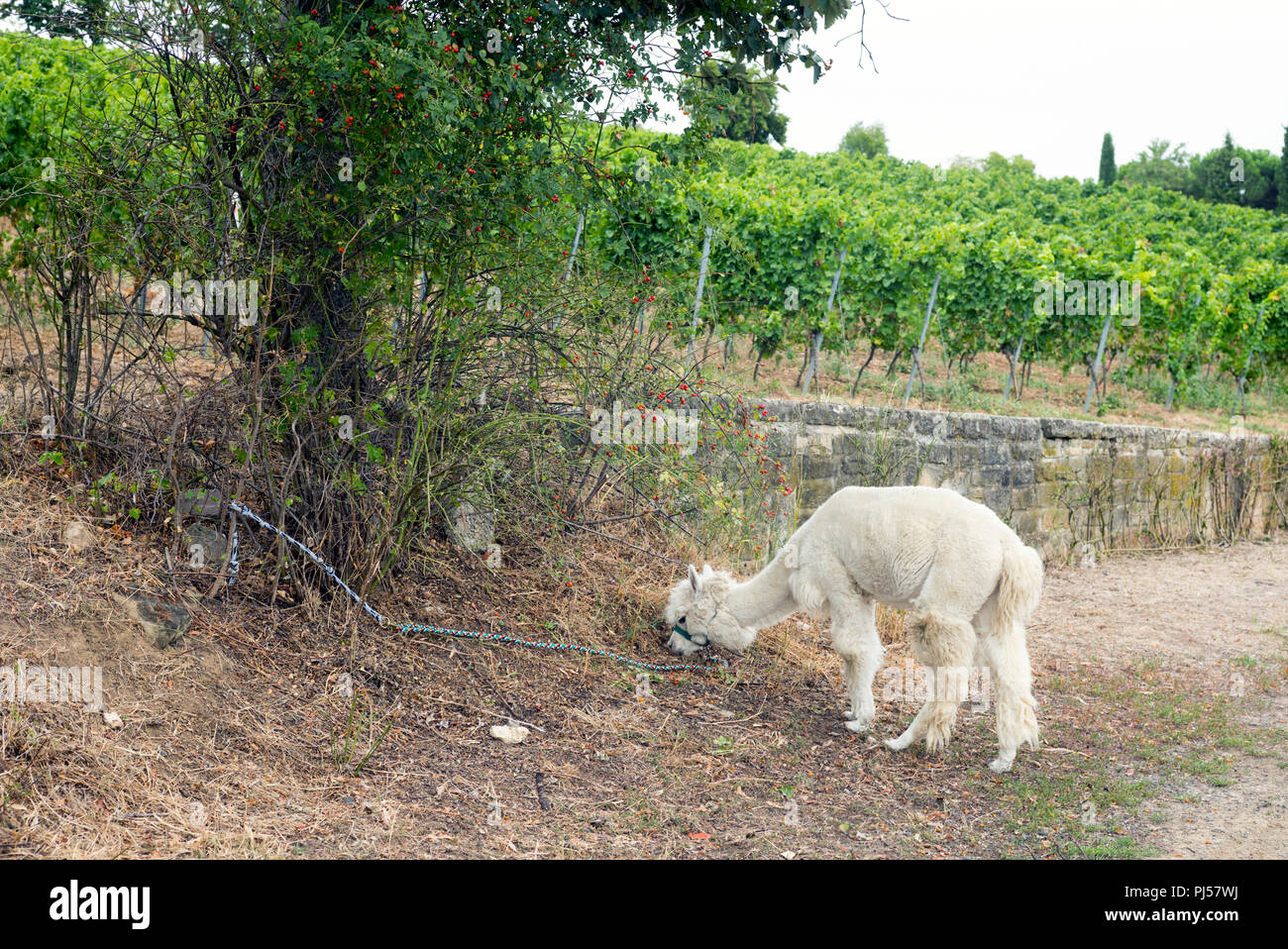 Llama pasturing in the vineyards near Bad Duerkheim, Rhineland-Palatinate, Germany. Llama hiking tours have become a new trend in local tourism in the Stock Photo