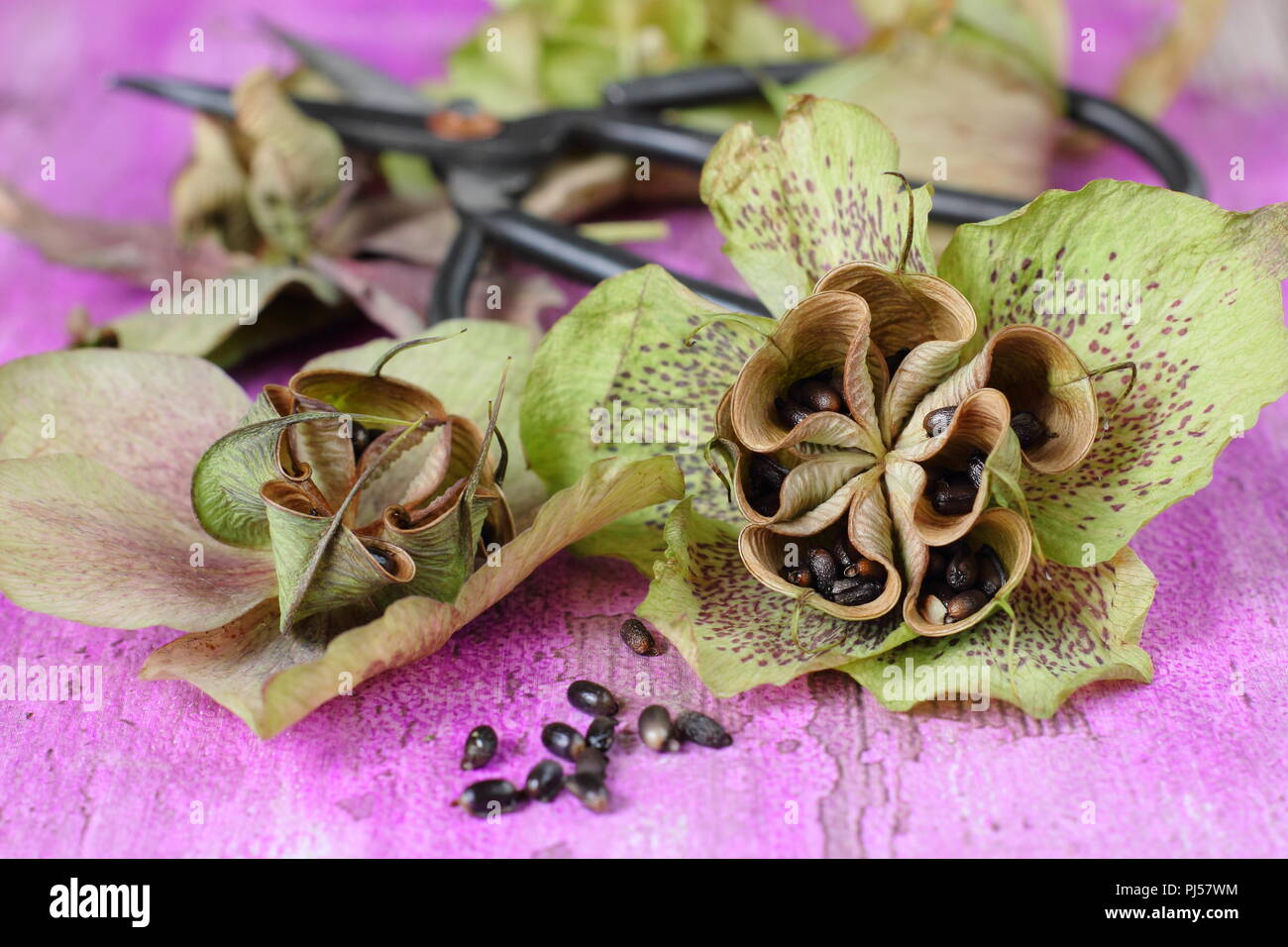 Helleborus hybridus. Saving hellebore seeds from a dried seedhead Stock