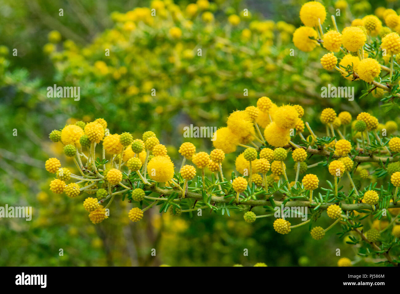 Acacia lasiocarpa, Panjeng Stock Photo