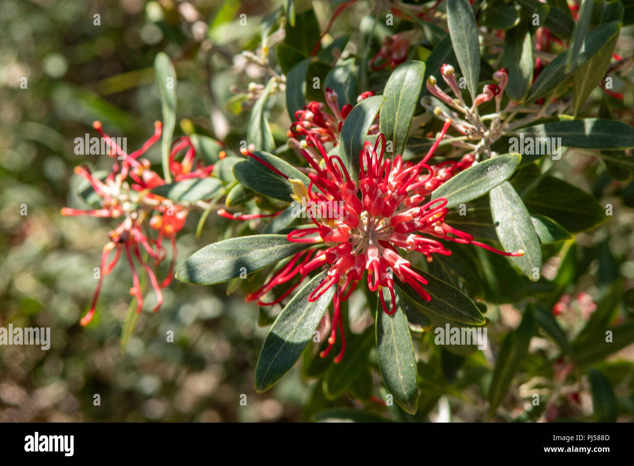 Grevillea olivacea, Olive Grevillea Stock Photo Alamy