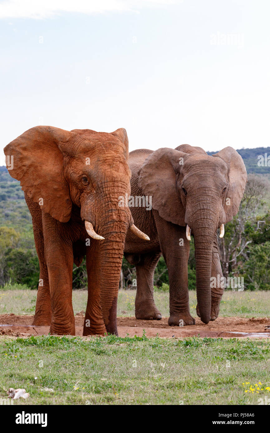 Elephants standing together at the watering hole. Stock Photo