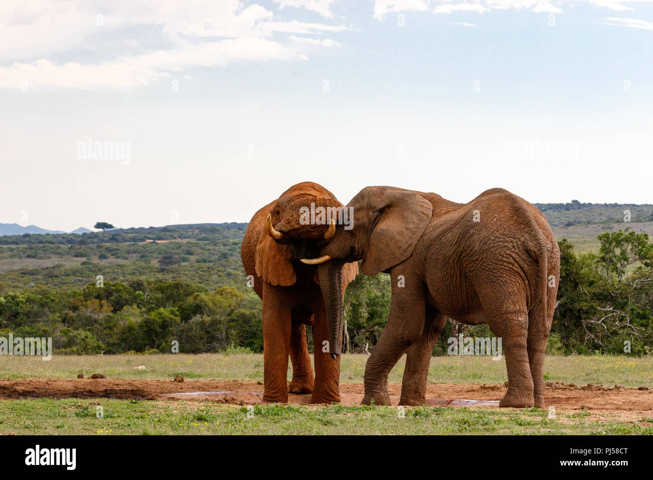 Elephants playing with their trunks at the watering hole. Stock Photo
