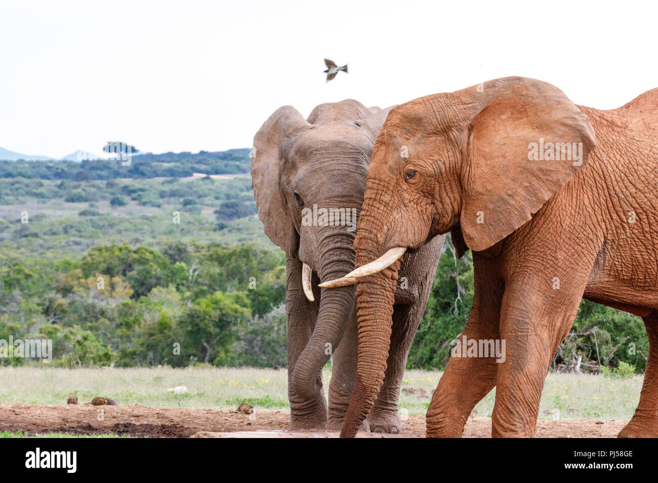 Elephants standing with their trunks against each other at the dam. Stock Photo