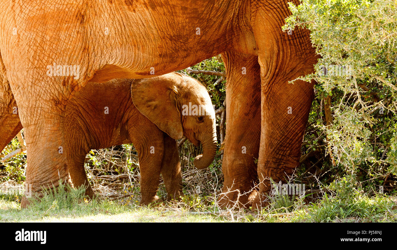 Baby elephant standing under his mom in the field. Stock Photo