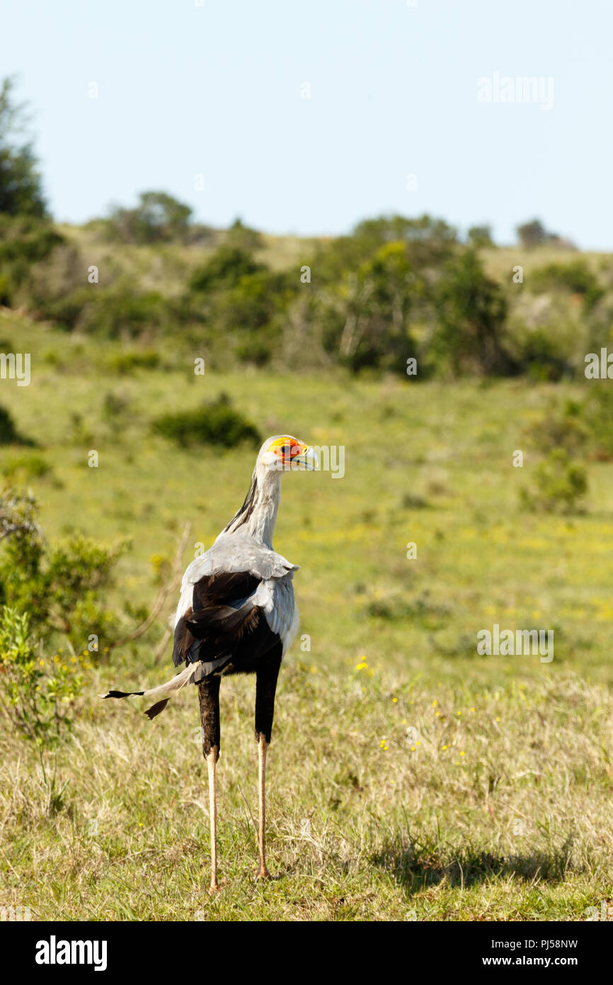 Secretary Bird standing in the grass in the bushes. Stock Photo
