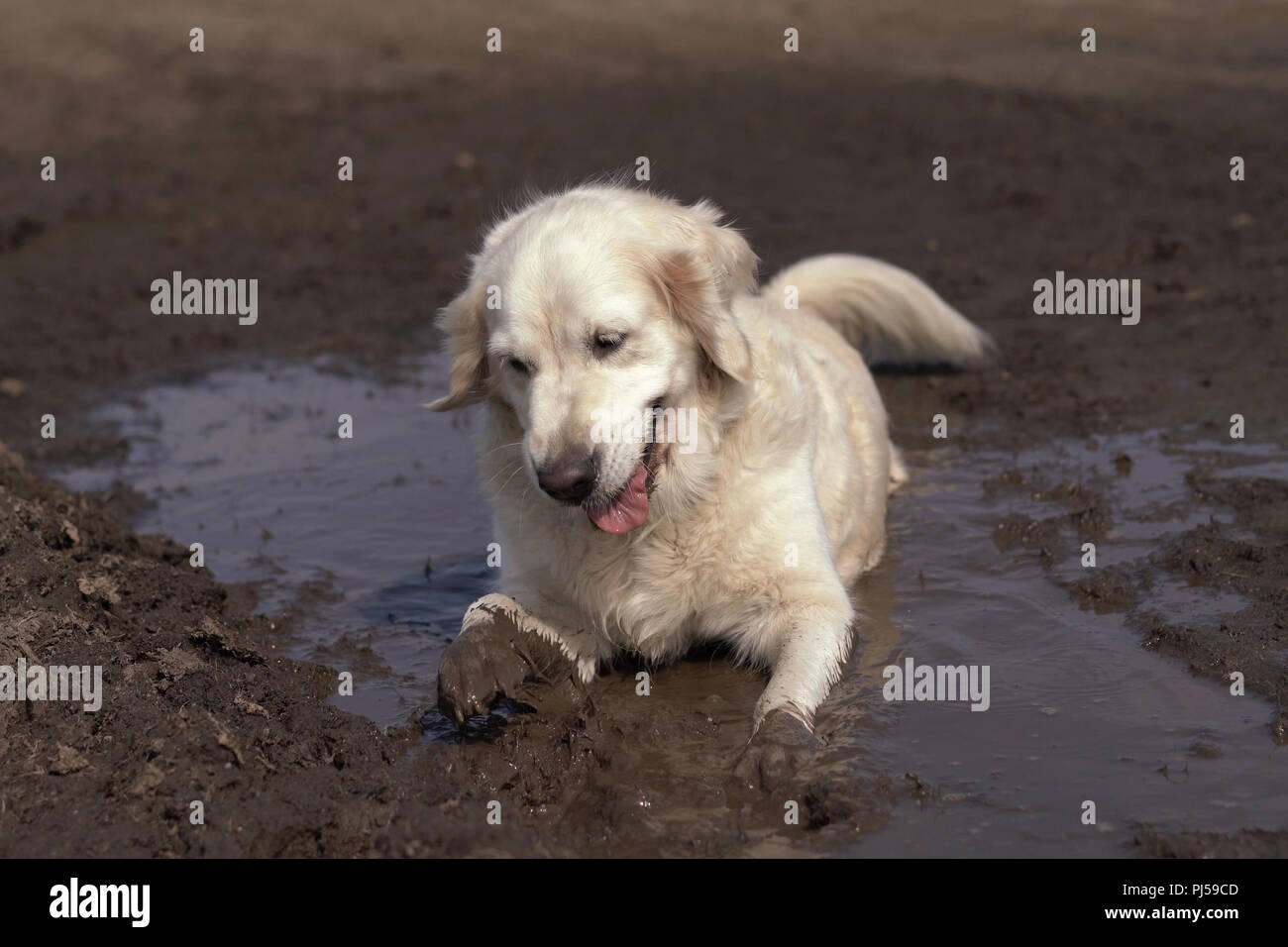 Funny picture a beautiful thoroughbred dog with joy lying in a muddy