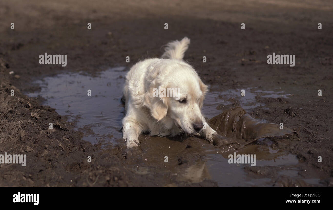 Funny picture - a beautiful thoroughbred dog with joy lying in a muddy puddle Stock Photo