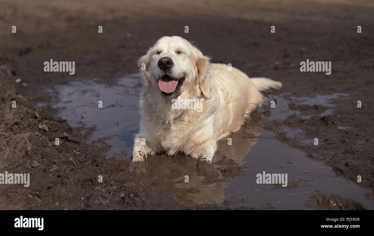 Funny picture a beautiful thoroughbred dog with joy lying in a muddy