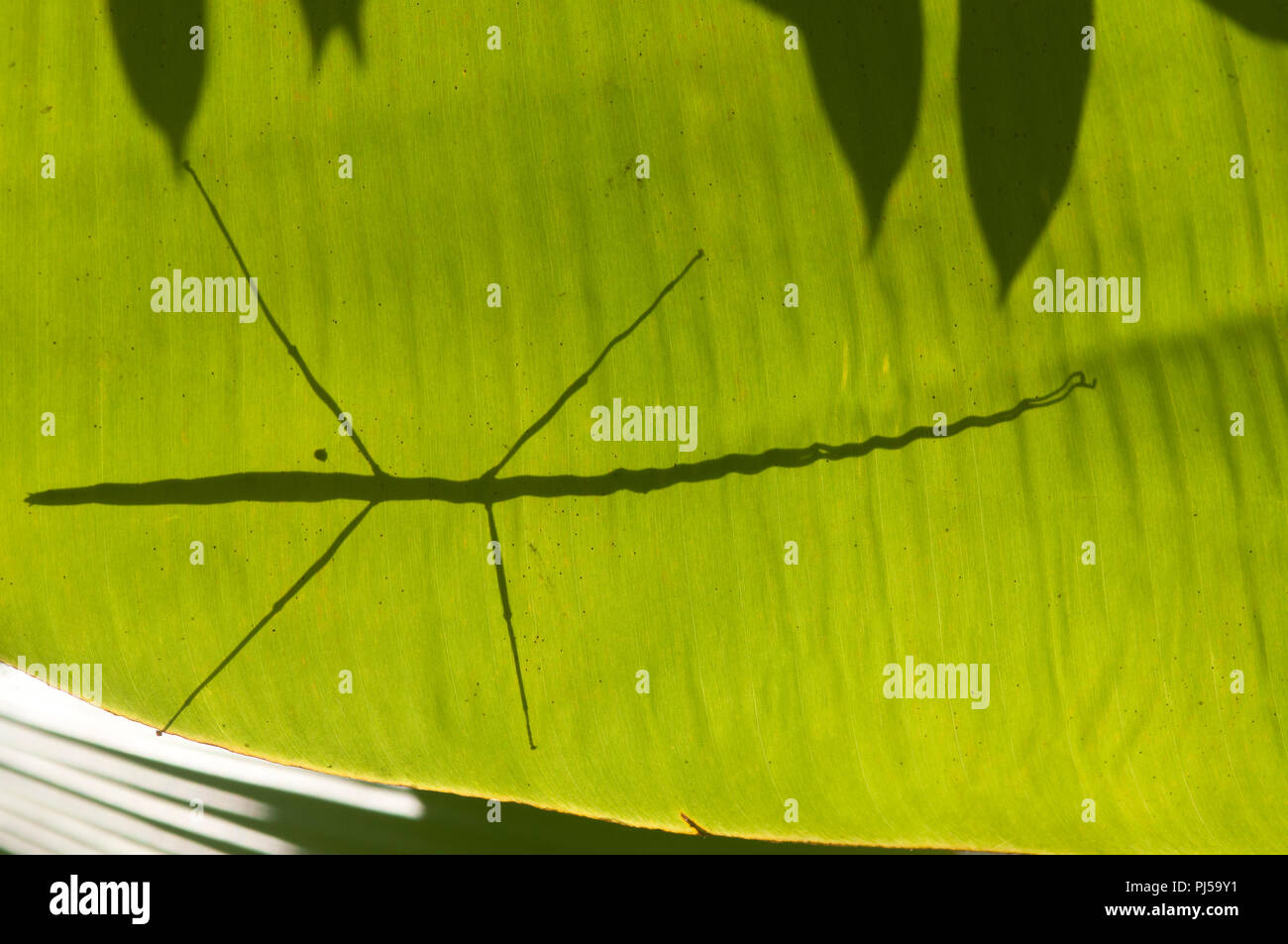 Stick Insect Baculum Thaii Female Silhouette Thailand Phasme Baton De Thailande Stock Photo Alamy