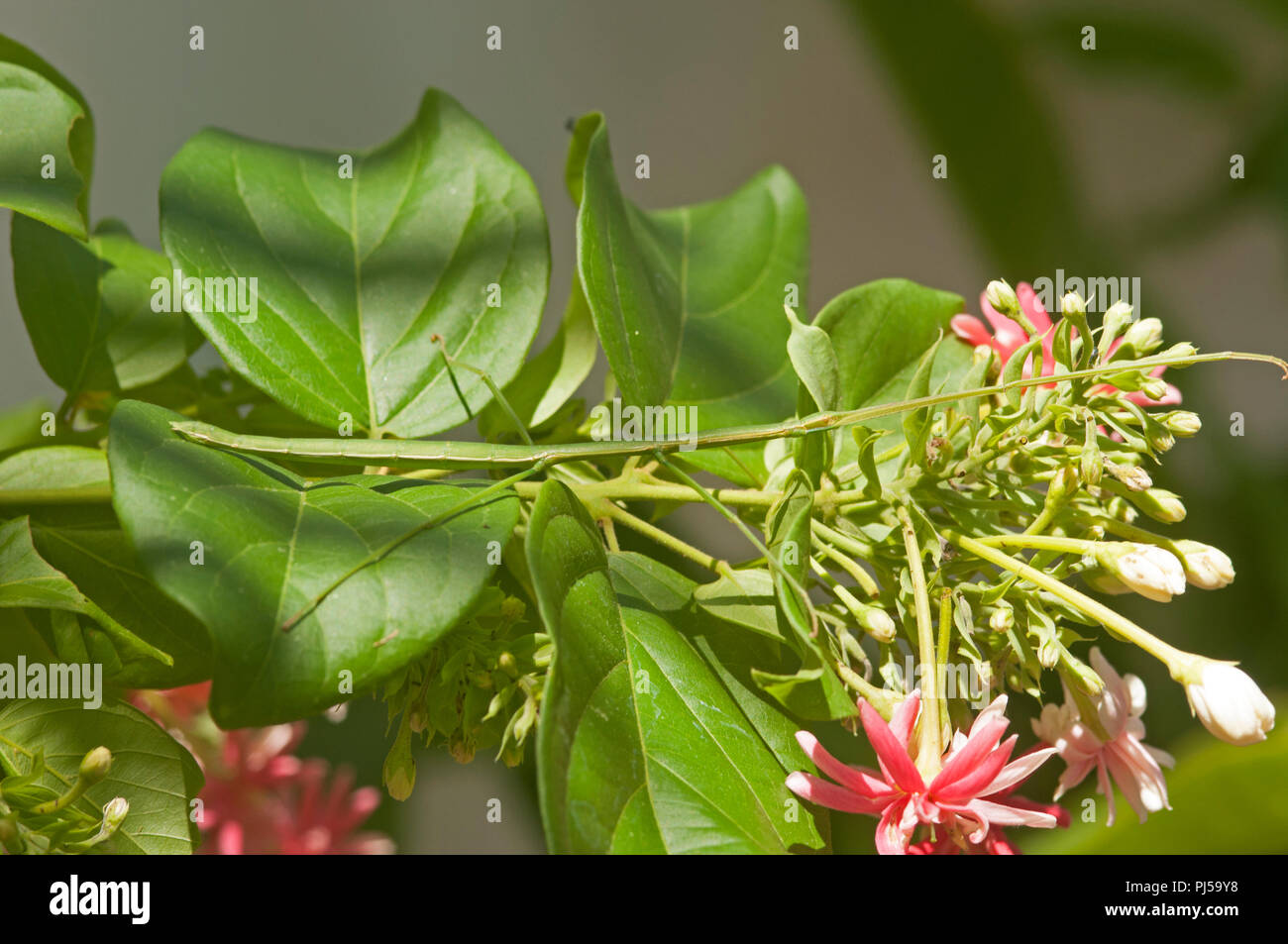 Stick Insect Baculum Thaii Female Thailand Phasme Baton De Thailande Stock Photo Alamy