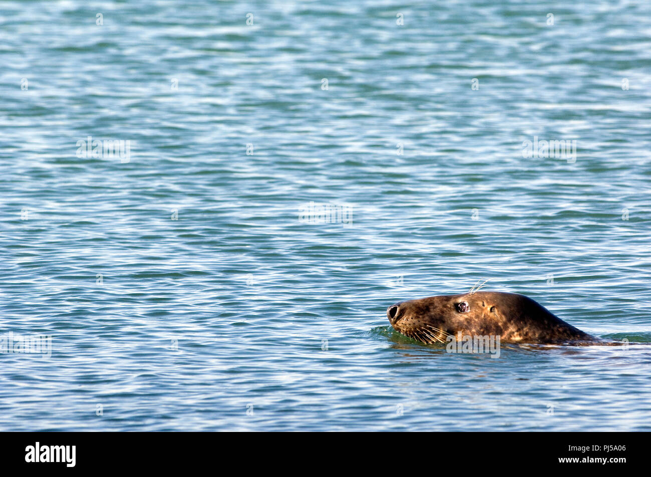 Grey seal (Halichoerus grypus) - Netherlands Phoque gris Stock Photo