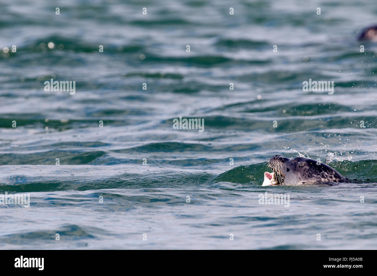 Grey seal (Halichoerus grypus) eating a fish - Netherlands //  Phoque gris Stock Photo