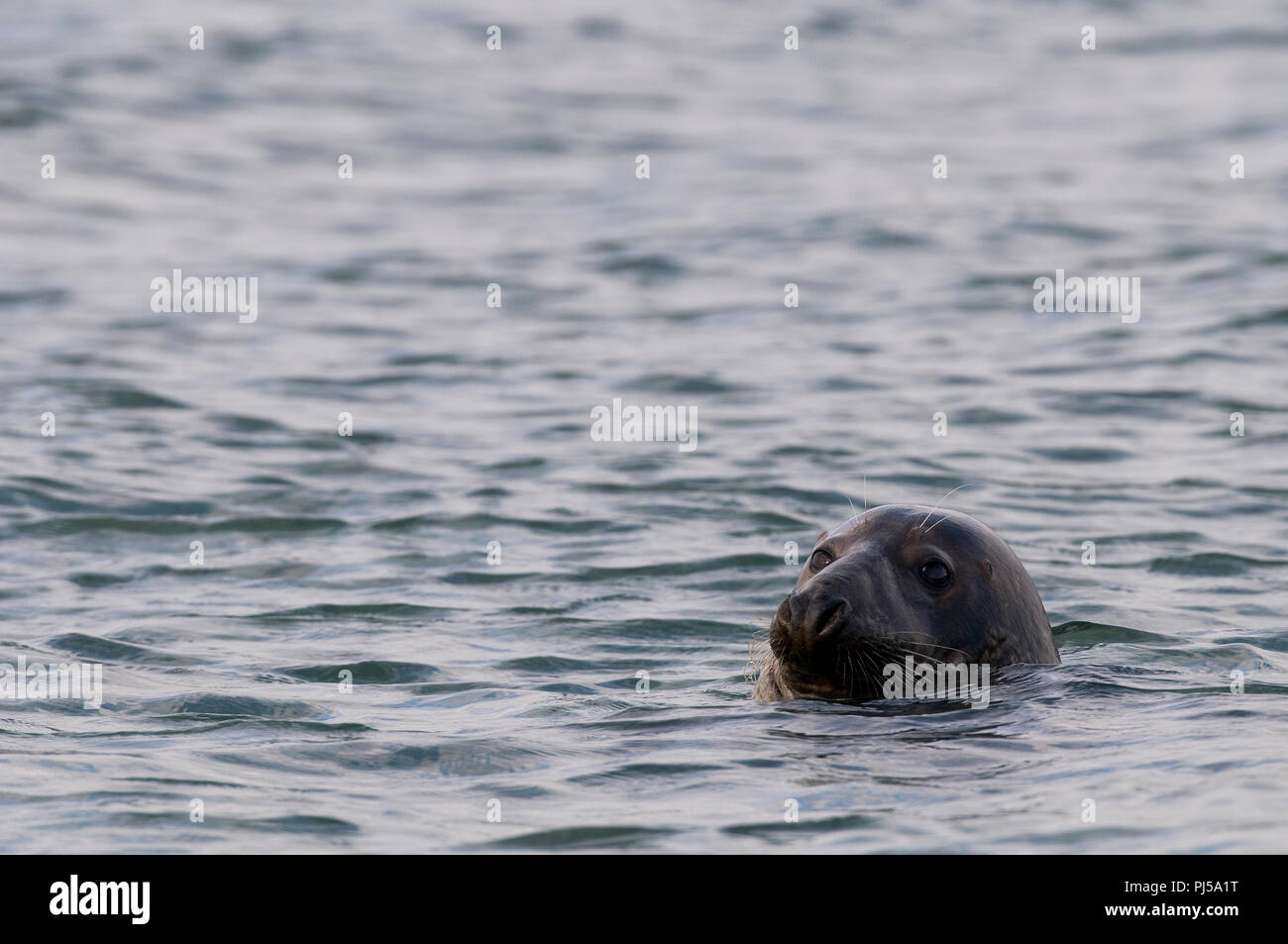 Phoque gris - Grey Seal - Halichoerus grypus Stock Photo