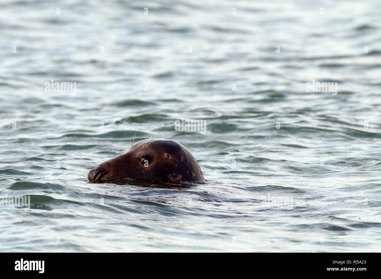 Grey seal (Halichoerus grypus) - Netherlands Phoque gris Stock Photo