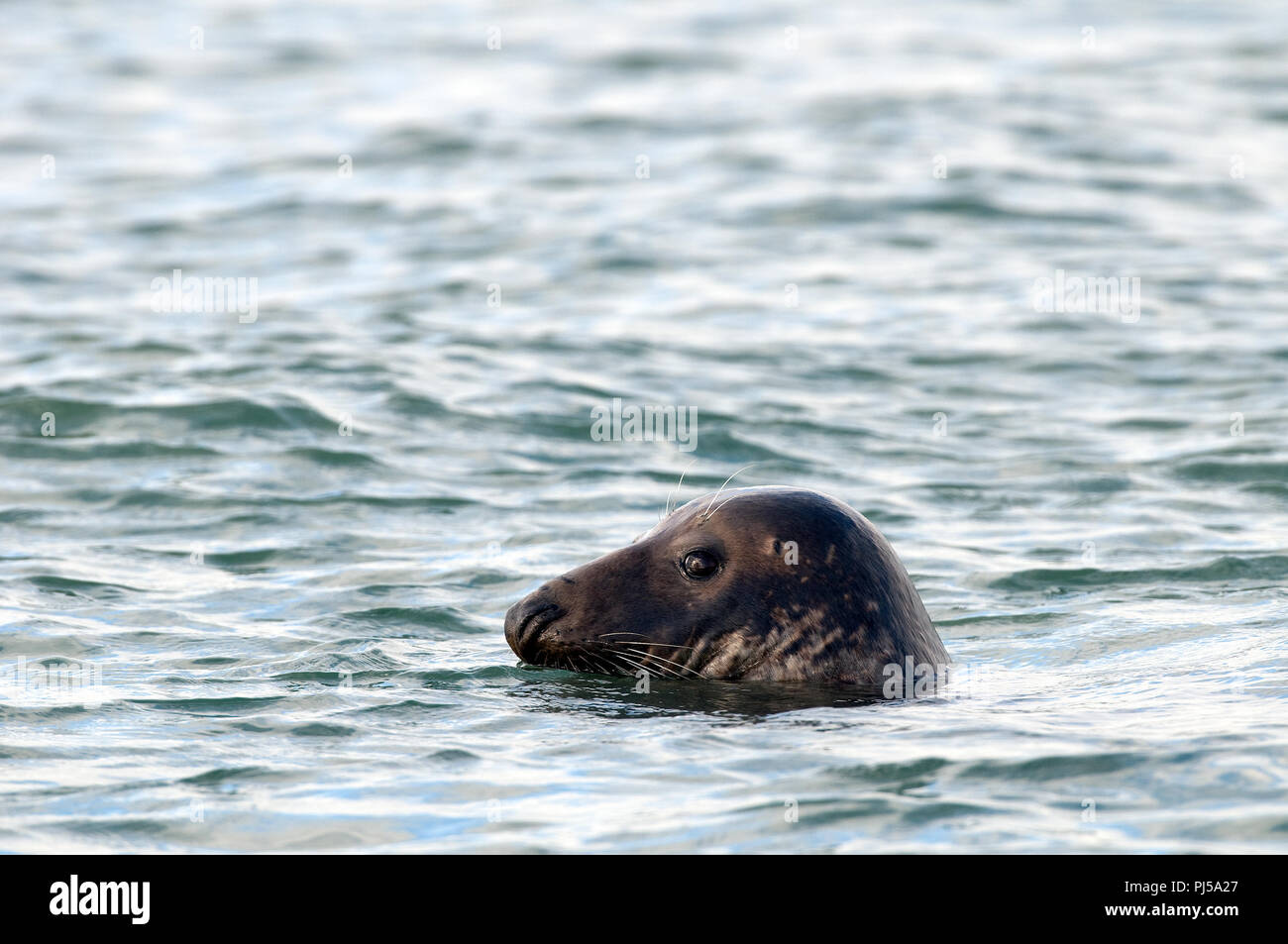 Grey seal (Halichoerus grypus) - Netherlands Phoque gris Stock Photo