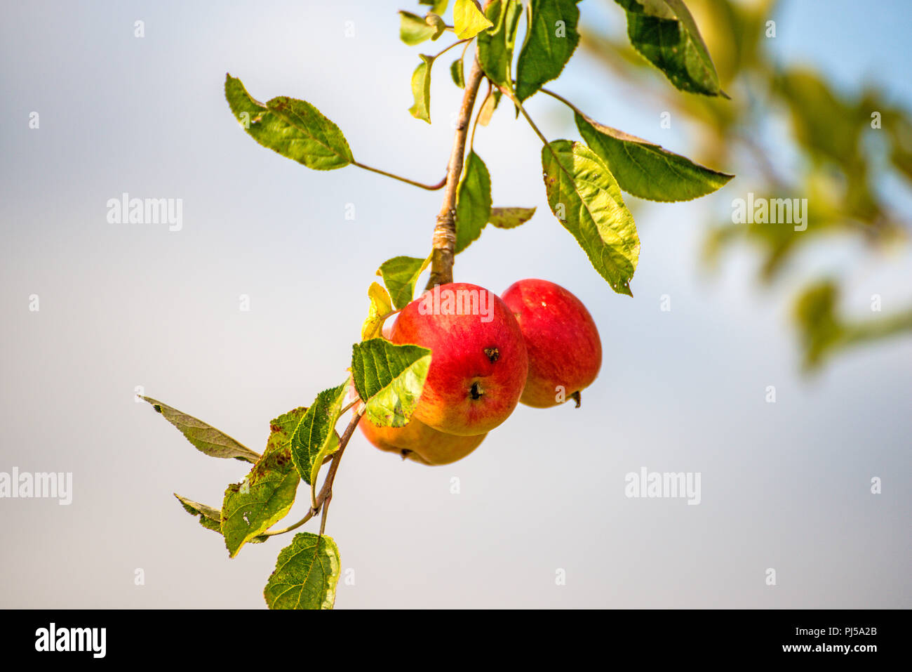 apples on a tree in summertime Stock Photo - Alamy