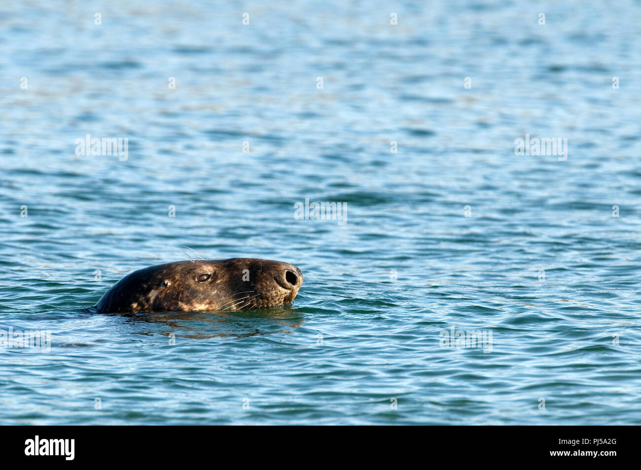 Grey seal (Halichoerus grypus) - Netherlands //  Phoque gris Stock Photo