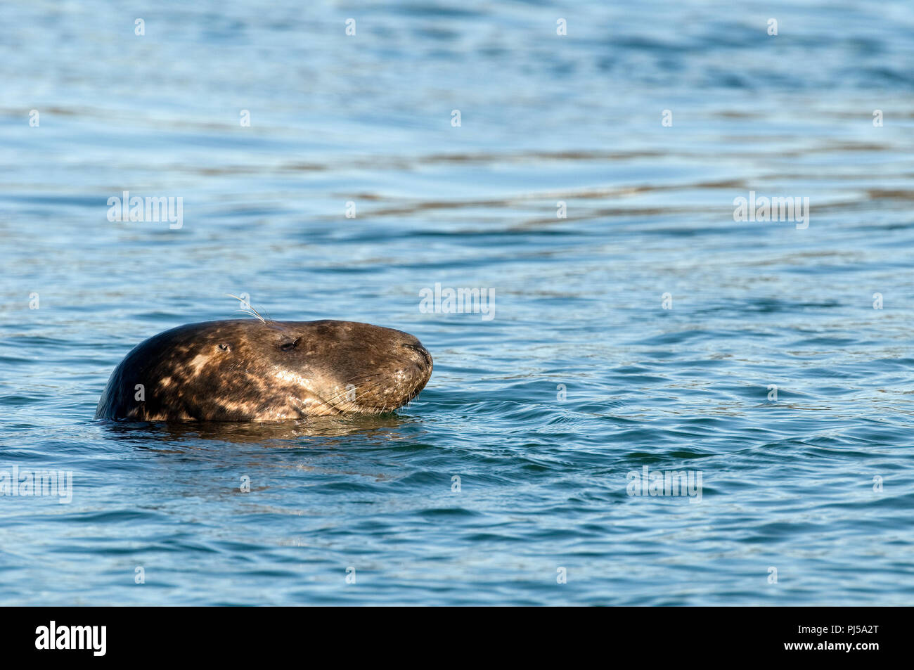 Grey seal (Halichoerus grypus) - Netherlands //  Phoque gris Stock Photo