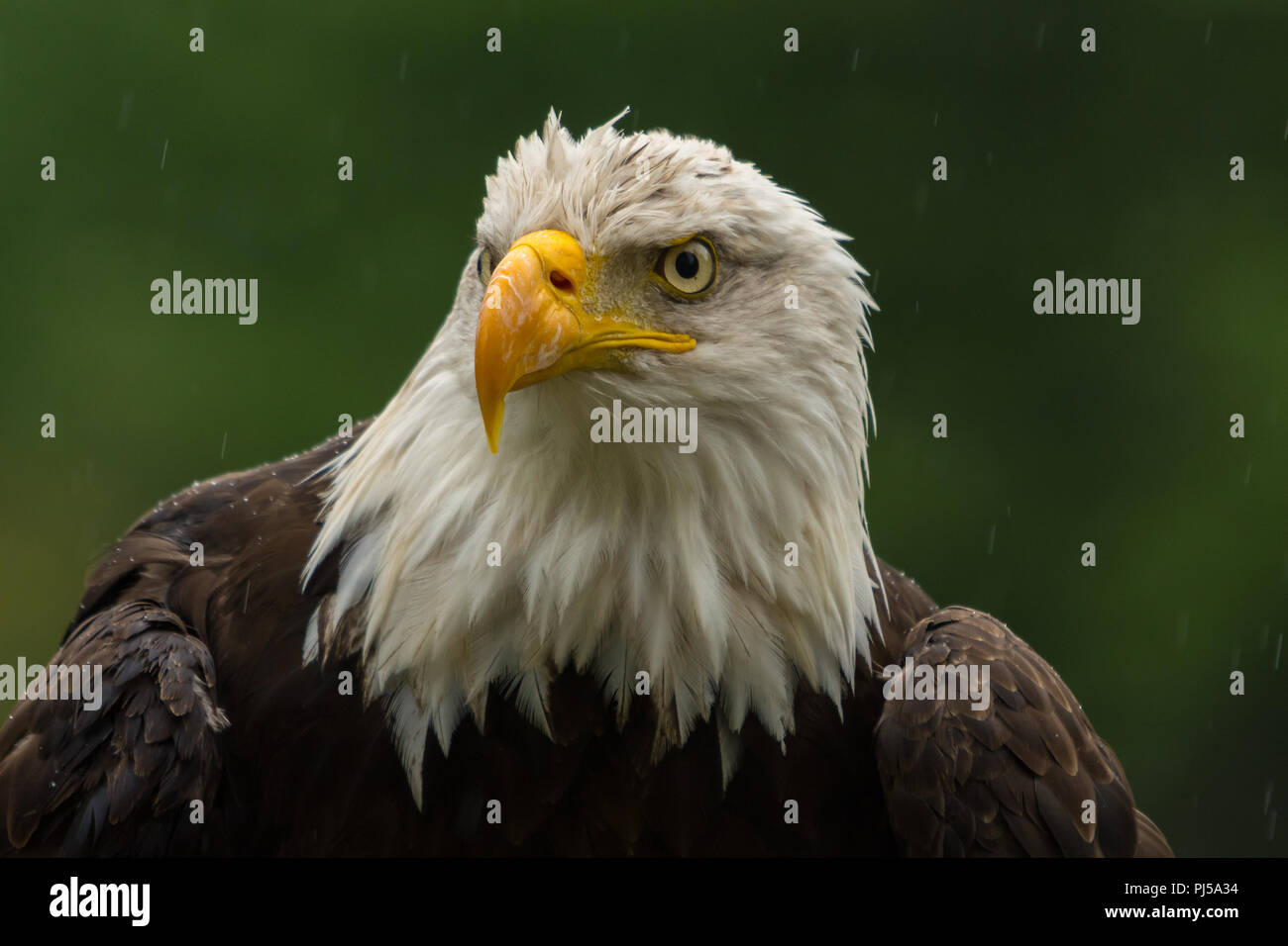 Bald eagle under the rain looking around for a meal Stock Photo - Alamy