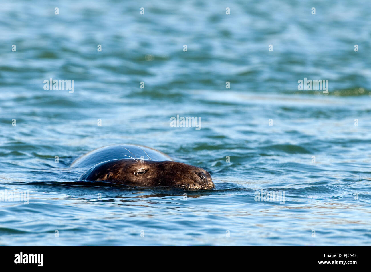 Grey seal (Halichoerus grypus) - Netherlands Phoque gris Stock Photo