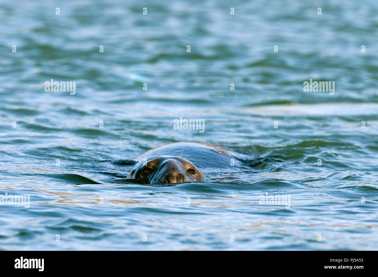 Grey seal (Halichoerus grypus) - Netherlands Phoque gris Stock Photo