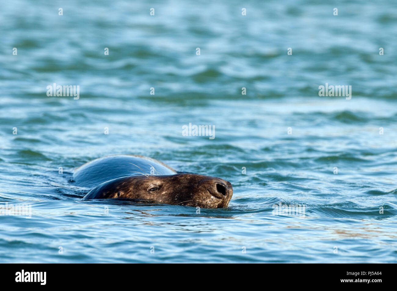 Grey seal (Halichoerus grypus) - Netherlands Phoque gris Stock Photo