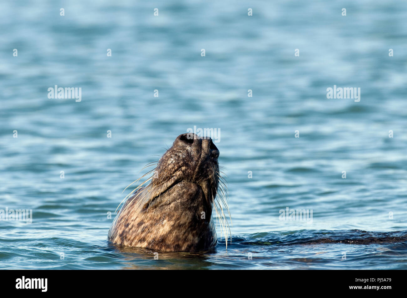 Grey seal (Halichoerus grypus) - Netherlands //  Phoque gris Stock Photo