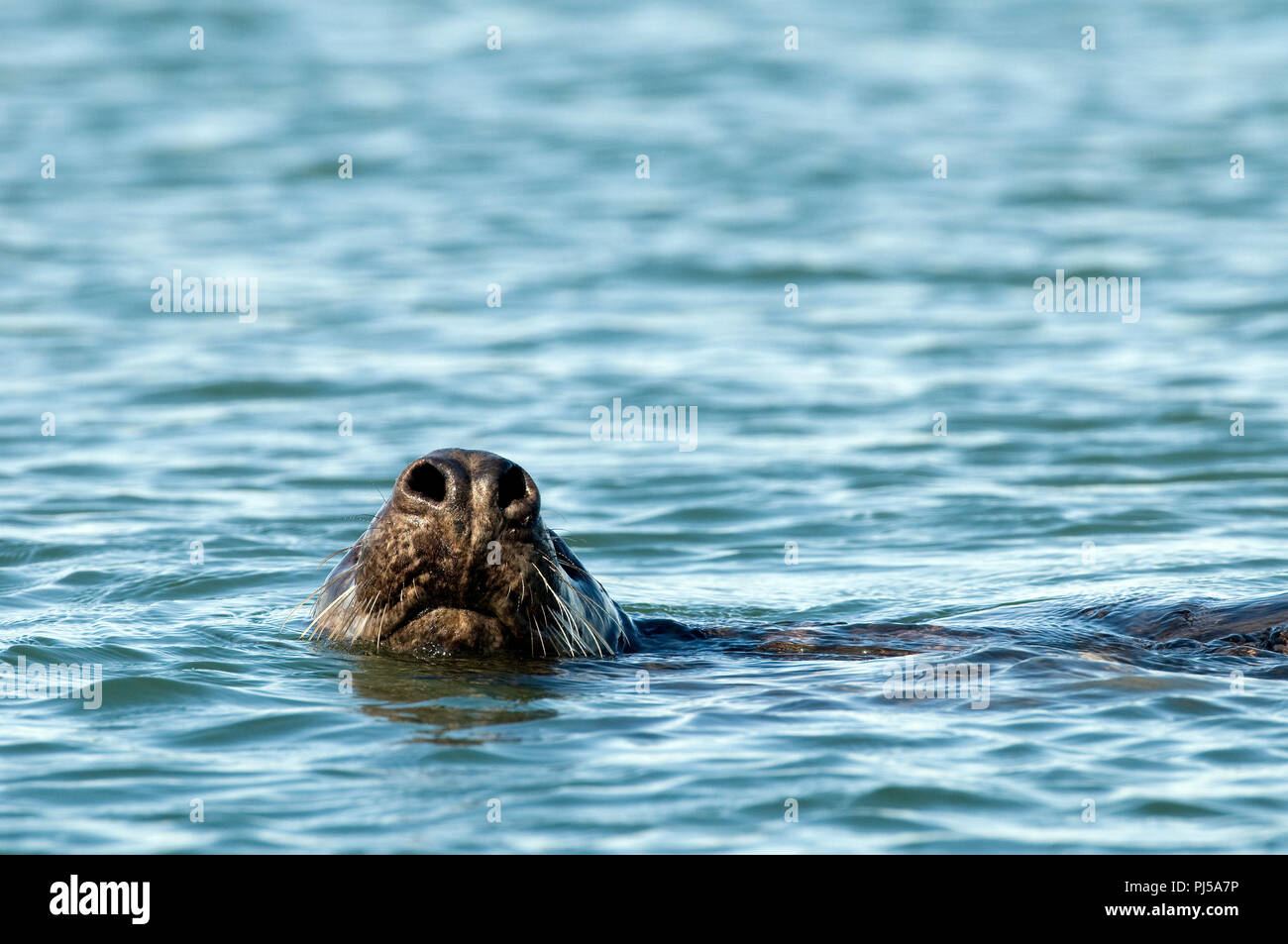 Grey seal (Halichoerus grypus) - Netherlands //  Phoque gris Stock Photo