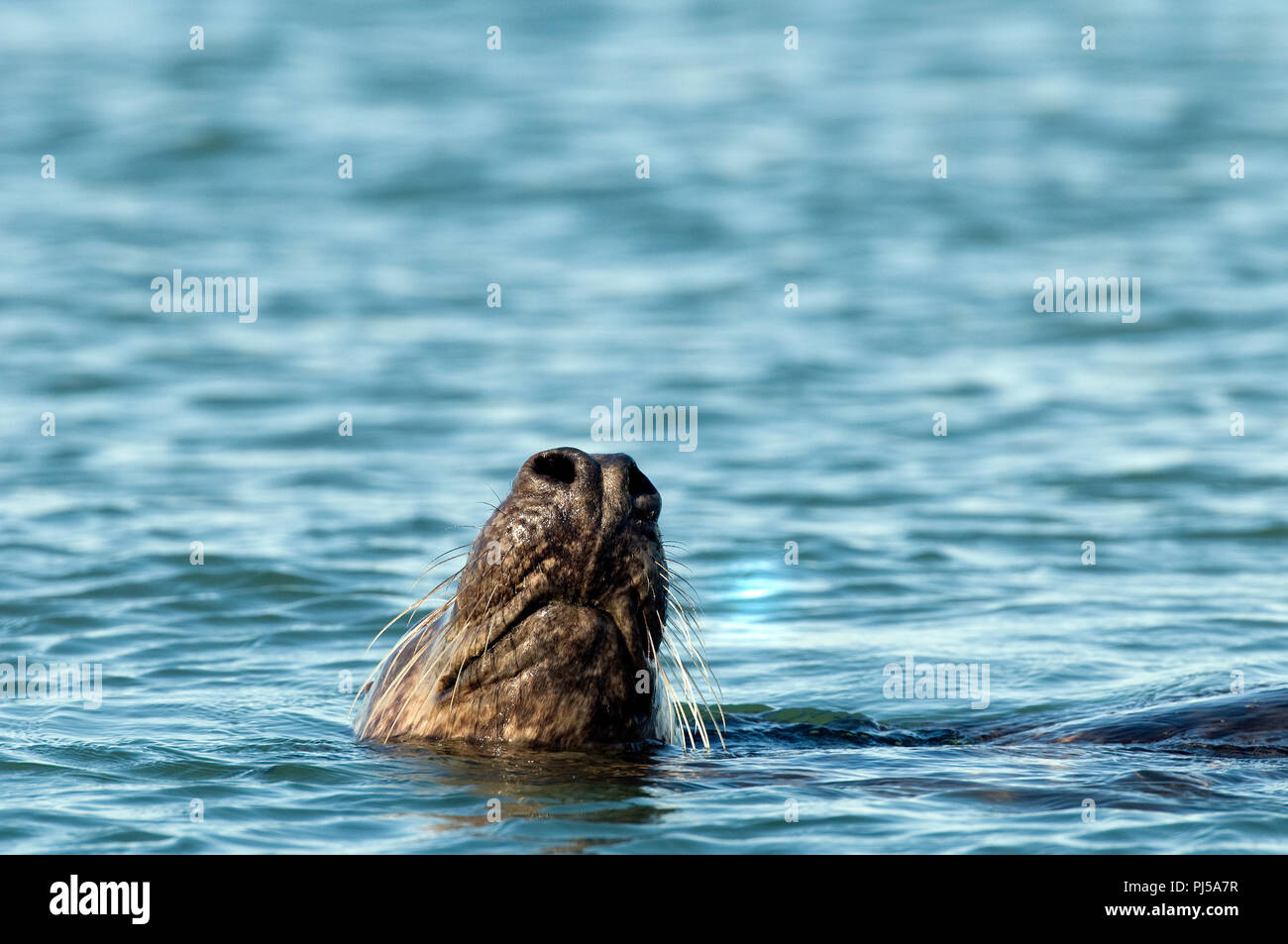 Grey seal (Halichoerus grypus) - Netherlands Phoque gris Stock Photo