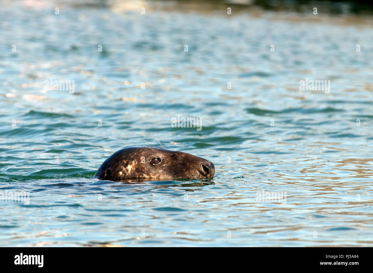 Grey seal (Halichoerus grypus) - Netherlands Phoque gris Stock Photo