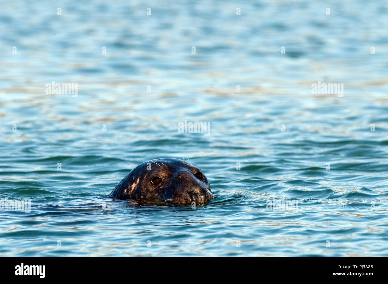 Grey seal (Halichoerus grypus) - Netherlands Phoque gris Stock Photo