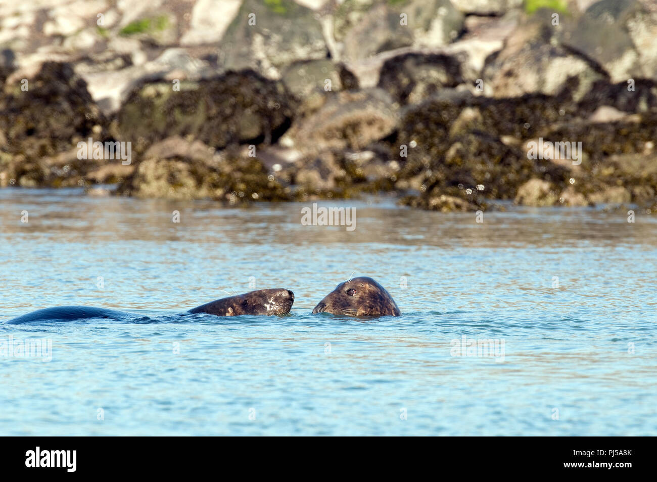 Grey seal (Halichoerus grypus) - Netherlands Phoque gris Stock Photo