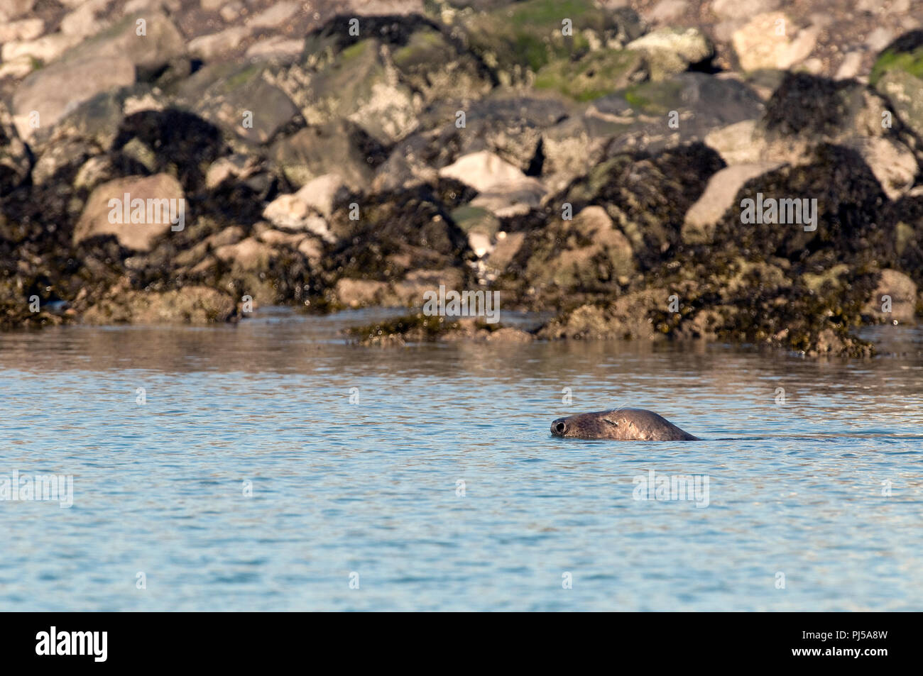 Grey seal (Halichoerus grypus) - Netherlands Phoque gris Stock Photo