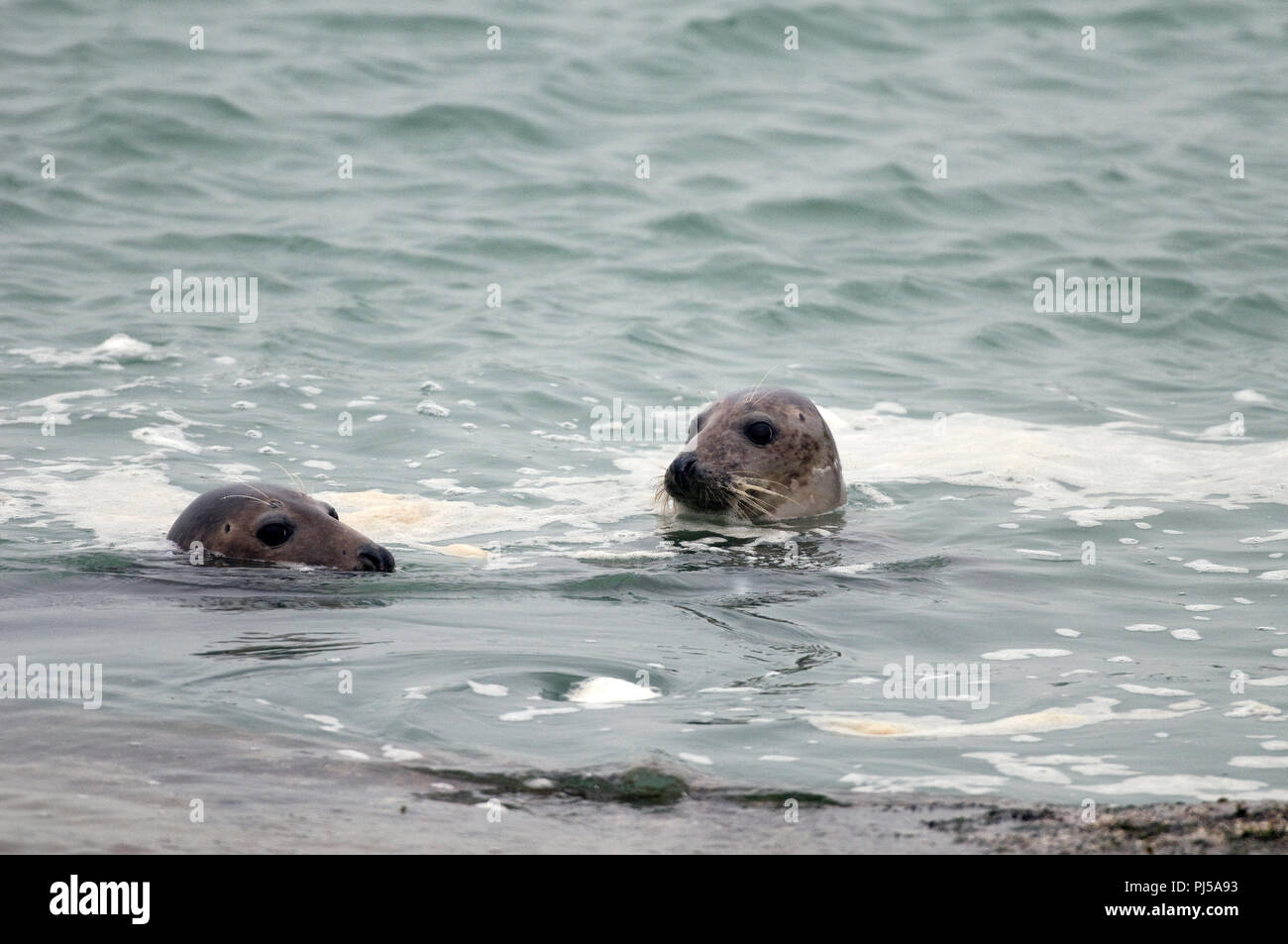 Grey seal (Halichoerus grypus) - Netherlands //  Phoque gris Stock Photo