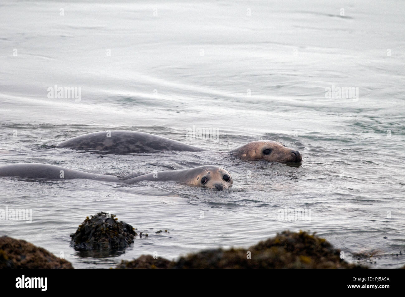 Grey seal (Halichoerus grypus) - Netherlands //  Phoque gris Stock Photo