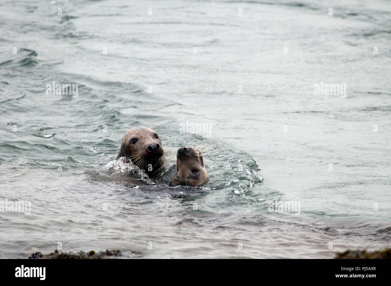 Grey seal (Halichoerus grypus) - Mating - Netherlands //  Phoque gris Stock Photo