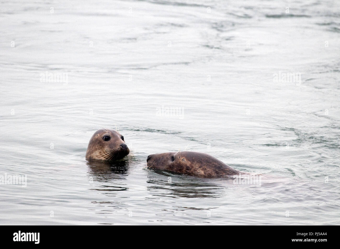 Grey seal (Halichoerus grypus) - Netherlands //  Phoque gris Stock Photo